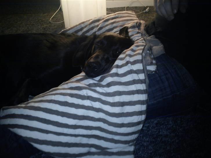 Labrador retriever Freja billede 2