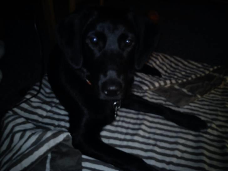 Labrador retriever Freja billede 3