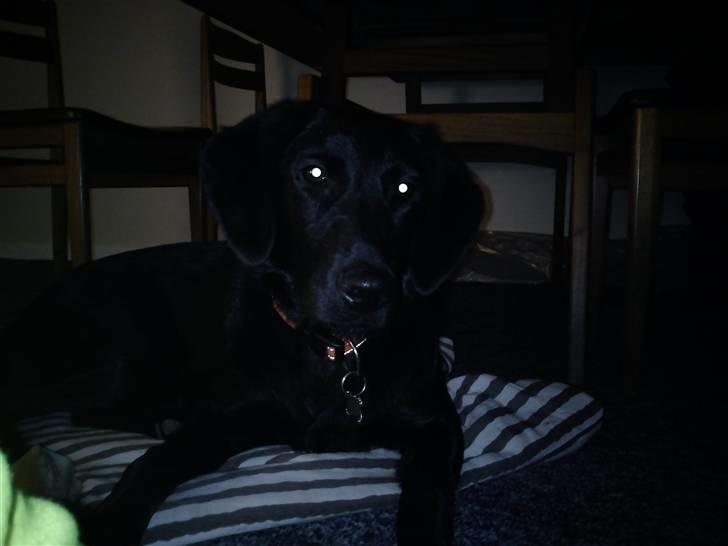 Labrador retriever Freja billede 4