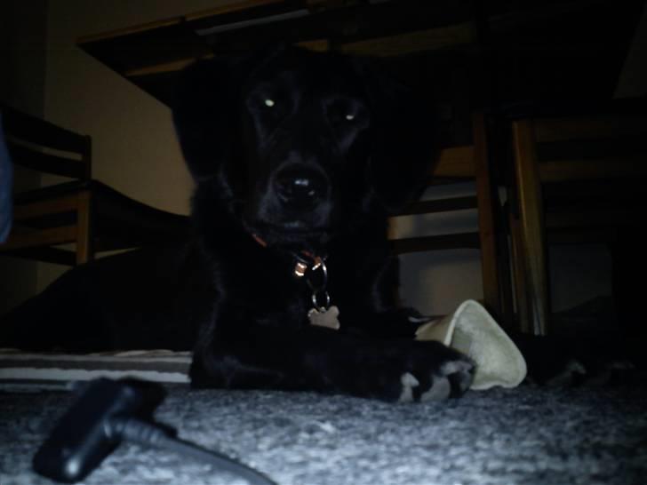 Labrador retriever Freja billede 5