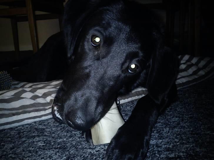 Labrador retriever Freja billede 6