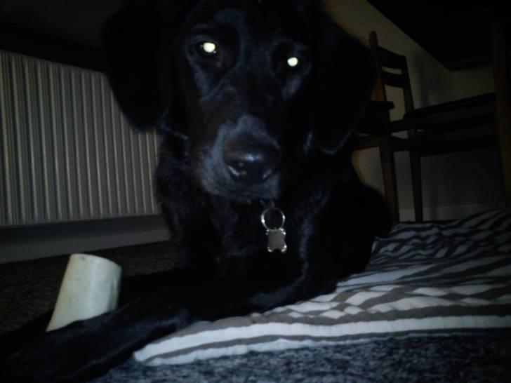 Labrador retriever Freja billede 7