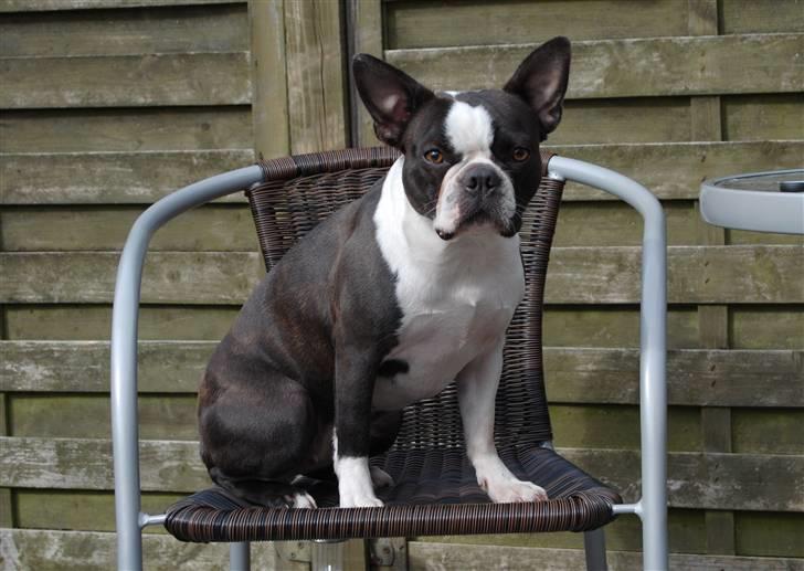 Boston terrier Molly billede 15