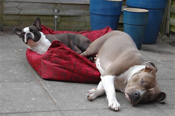 Boston terrier Molly billede 16