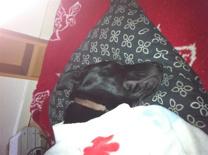 Blanding af racer Bella - Så er bella blevet puttet og sover tungt :) billede 11