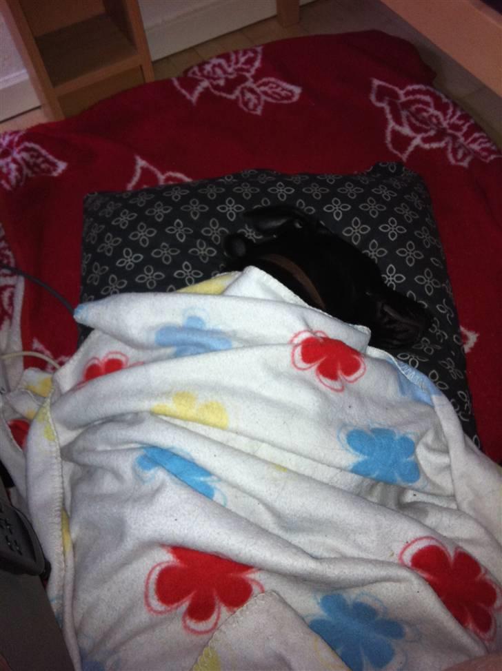 Blanding af racer Bella - Bella er gået i seng :) billede 12