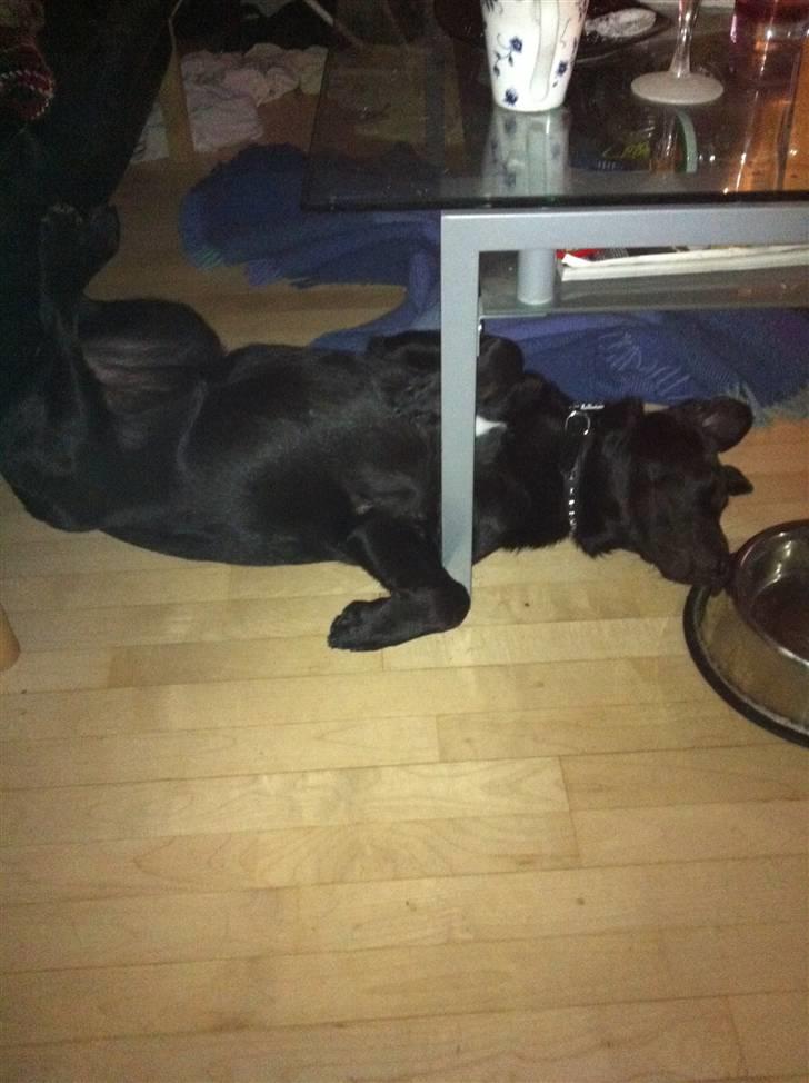 Blanding af racer Bella - Sådan går det når man spiser for hurtigt, så bliver man så træt;) billede 13