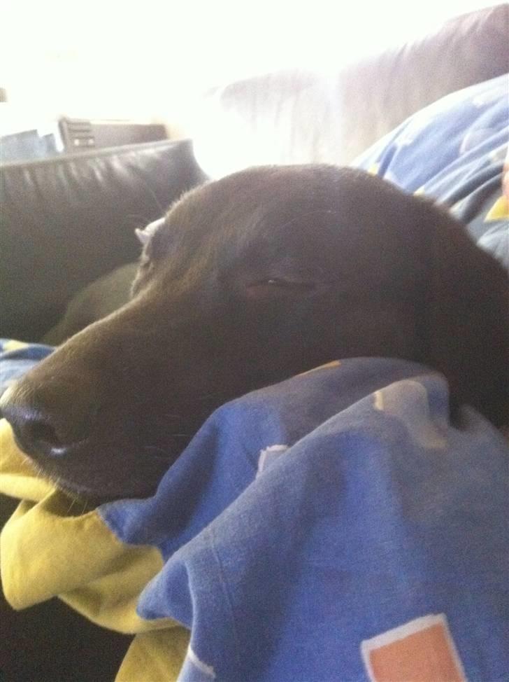 Blanding af racer Bella - Det er bare så hyggeligt og ligge på sofaen sammen med mor, med den dejlige varme dyne :) billede 14