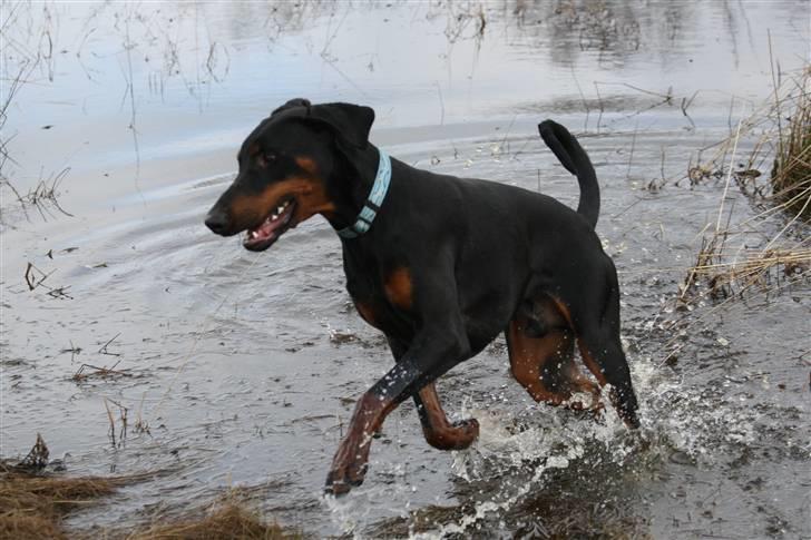 Dobermann Be-Barong Cujo billede 7