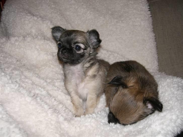 Chihuahua Bim Bim (Lulu (2010-2011) billede 18