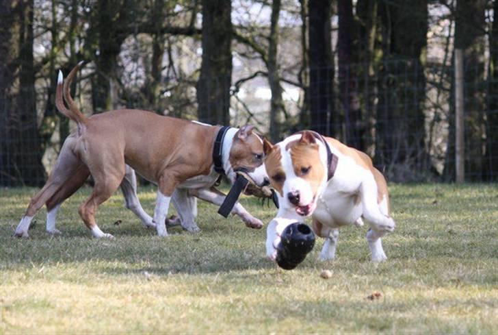 Amerikansk staffordshire terrier *FAITH* billede 10