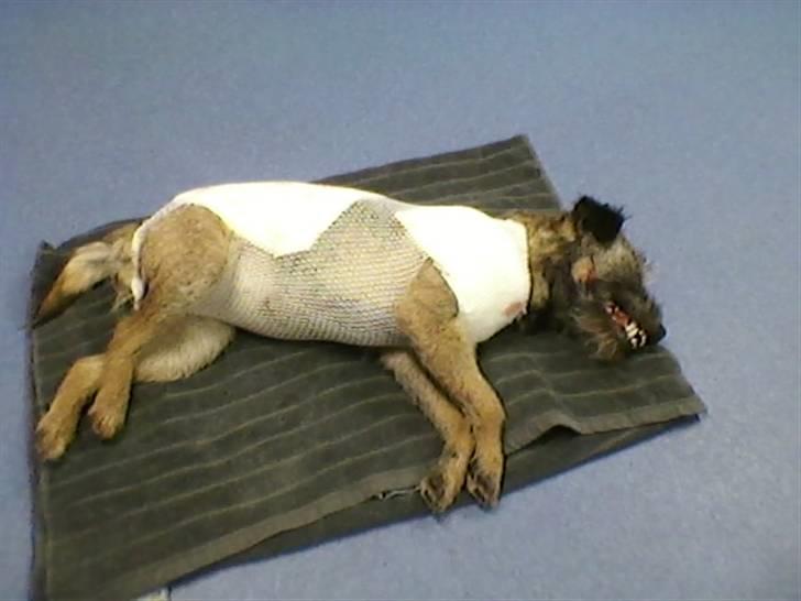 Border terrier Petit fleur (lykke) - Billedet er taget hos dyrelægen, efter han har lappet mig sammen. billede 13