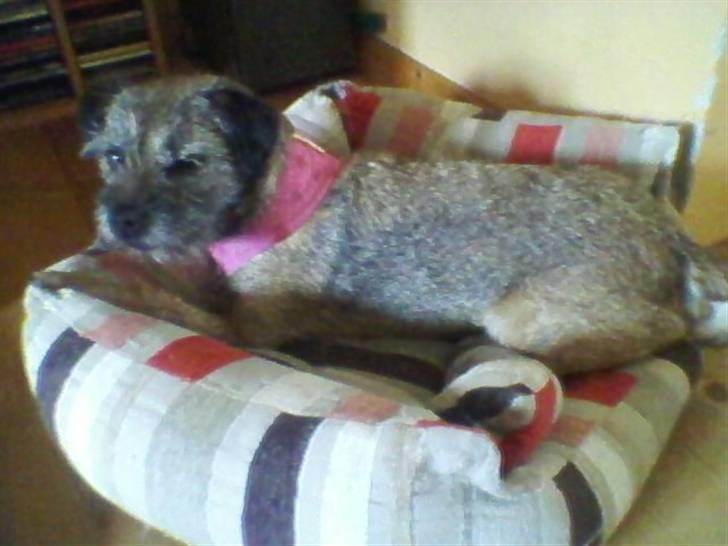 Border terrier Petit fleur (lykke) - To dage efter mit besøg hos dyrelægen. billede 14
