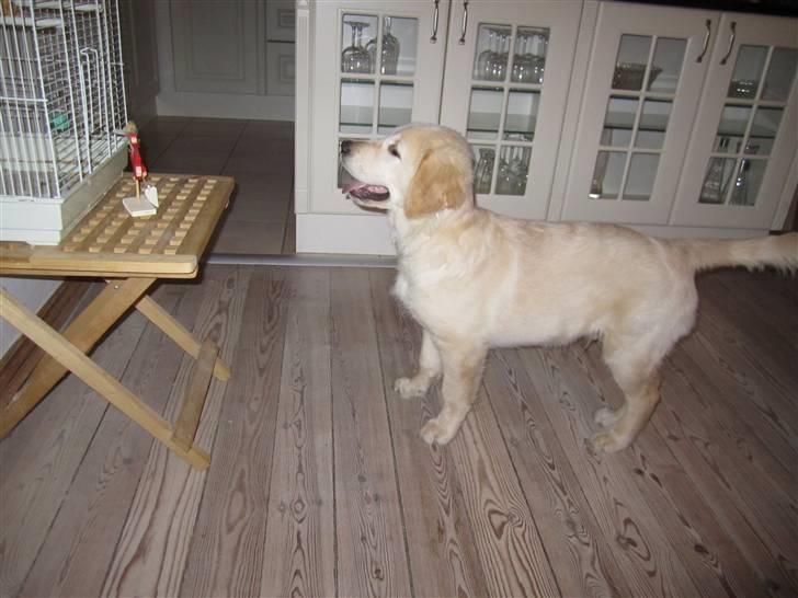 Golden retriever Gizmo - Han skulle lige vænne sig til at undulaten altså også bor her. billede 2