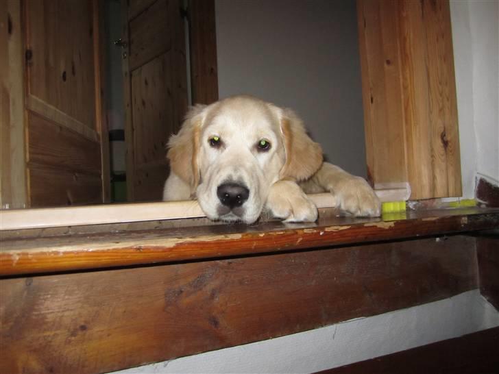 Golden retriever Gizmo - Gid man turde gå i kælderen. billede 3