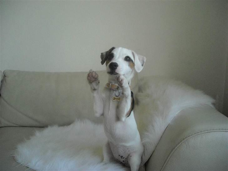 Jack russell terrier Minnie - Minnie Moe 4 ½ måned billede 15