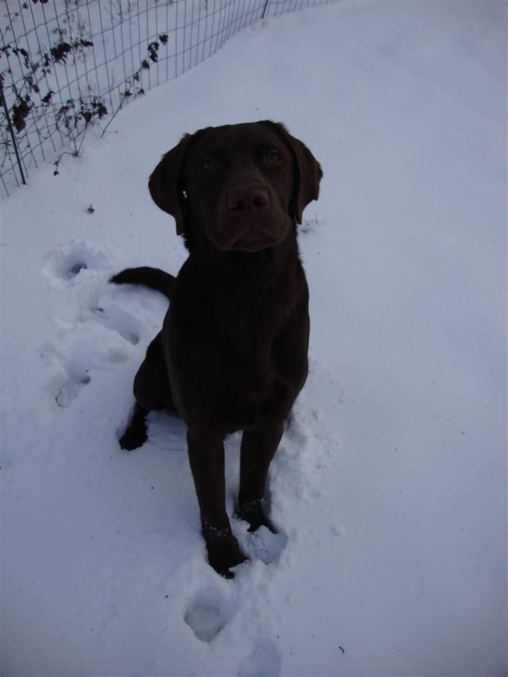 Labrador retriever Aslan - I år, da der var en masse sne, det synes han ret godt om (; billede 6
