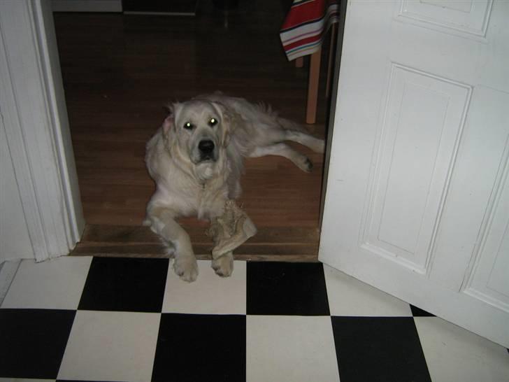 Golden retriever woodstar yvan (Samson) billede 2