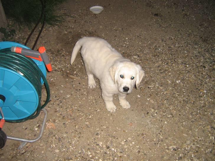 Golden retriever woodstar yvan (Samson) billede 3