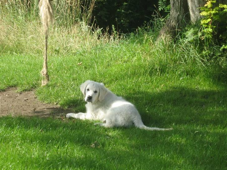 Golden retriever woodstar yvan (Samson) billede 4