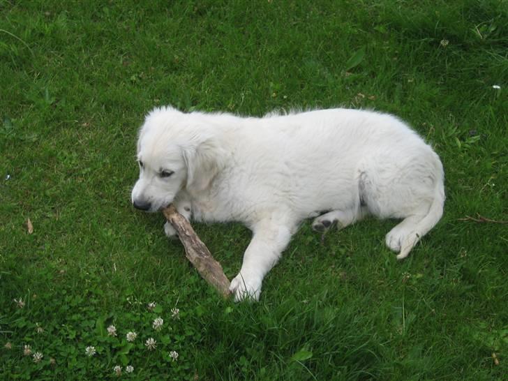 Golden retriever woodstar yvan (Samson) billede 5