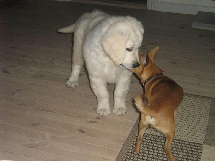 Golden retriever woodstar yvan (Samson) billede 6