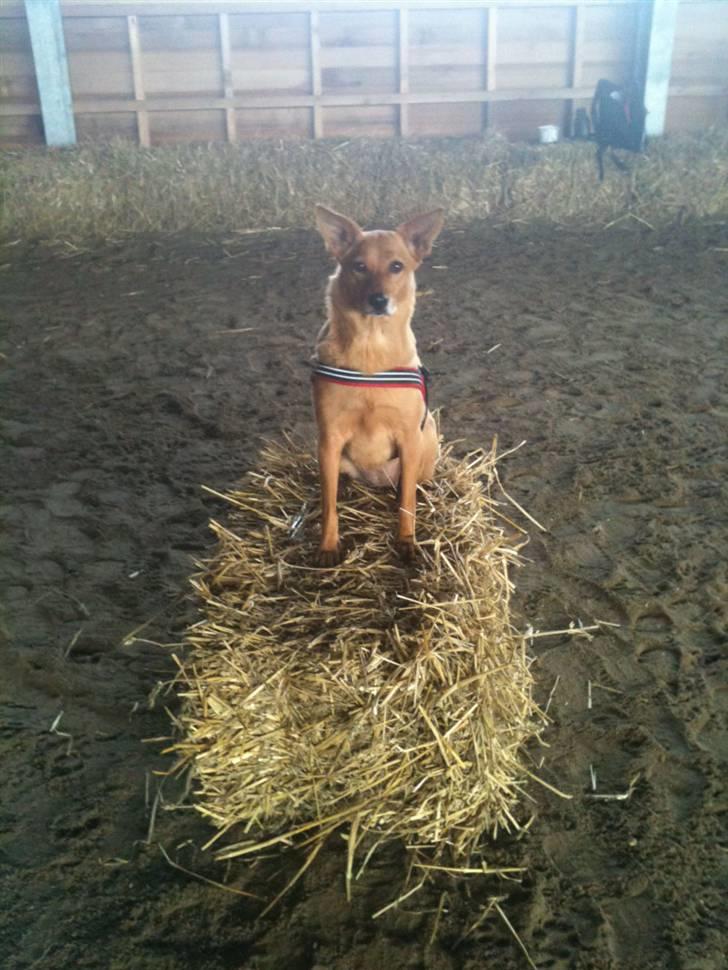 Blanding af racer Lanka RIP billede 19