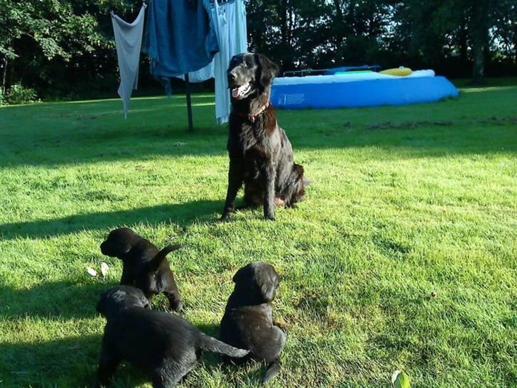 Blanding af racer Nala Flat Coated/Labrador billede 1