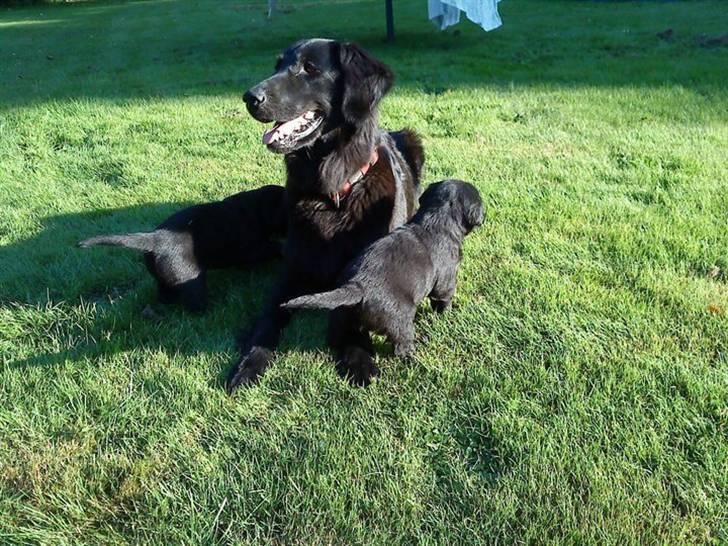 Blanding af racer Nala Flat Coated/Labrador billede 2