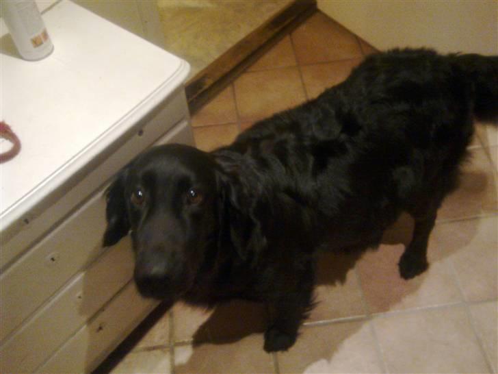 Blanding af racer Nala Flat Coated/Labrador billede 3