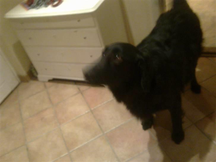 Blanding af racer Nala Flat Coated/Labrador billede 4