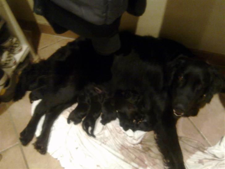 Blanding af racer Nala Flat Coated/Labrador billede 5