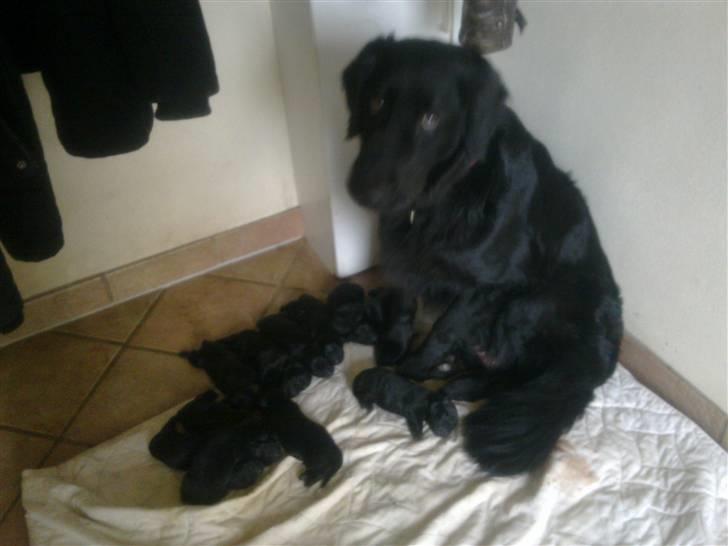 Blanding af racer Nala Flat Coated/Labrador billede 6