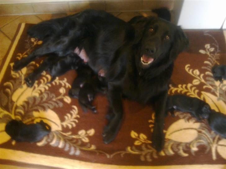 Blanding af racer Nala Flat Coated/Labrador billede 7