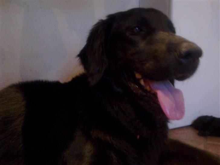 Blanding af racer Nala Flat Coated/Labrador billede 8