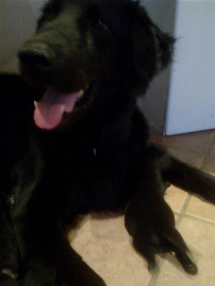 Blanding af racer Nala Flat Coated/Labrador billede 9