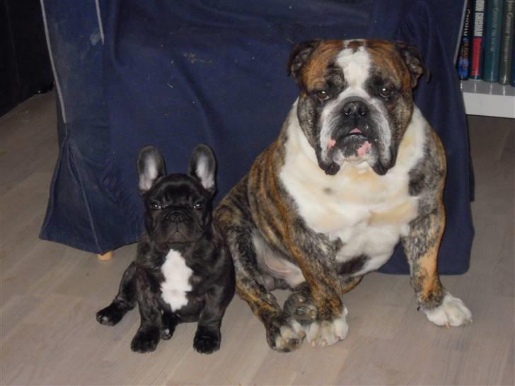 Fransk bulldog Vera billede 2