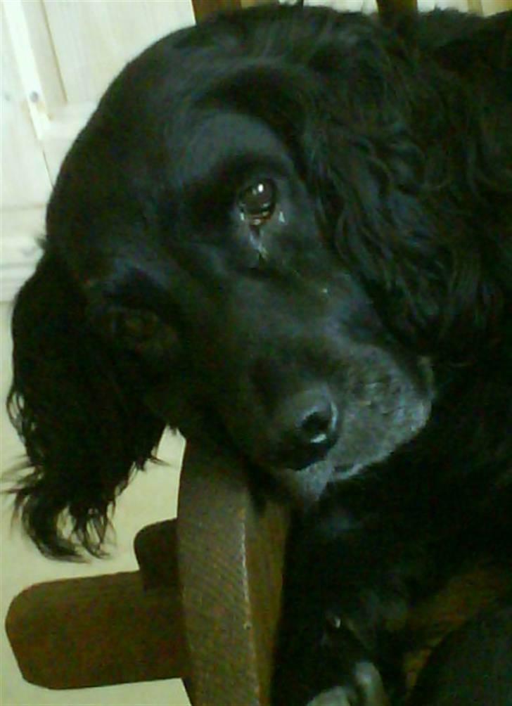 Blanding af racer Kamma (Himmelhund) billede 3