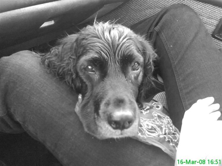 Blanding af racer Kamma (Himmelhund) billede 4