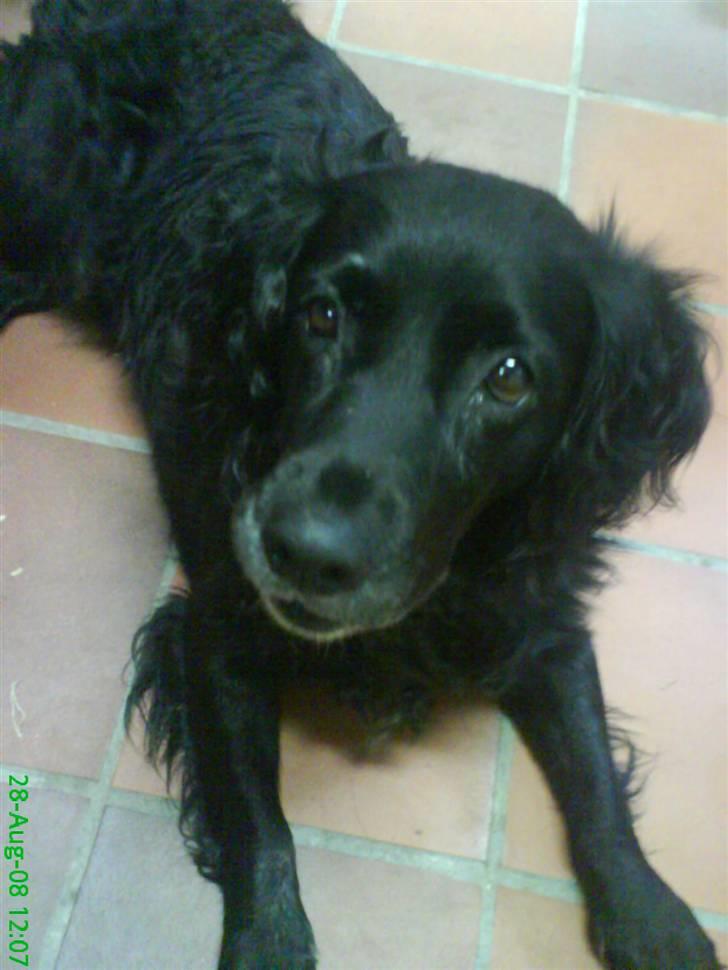 Blanding af racer Kamma (Himmelhund) billede 5