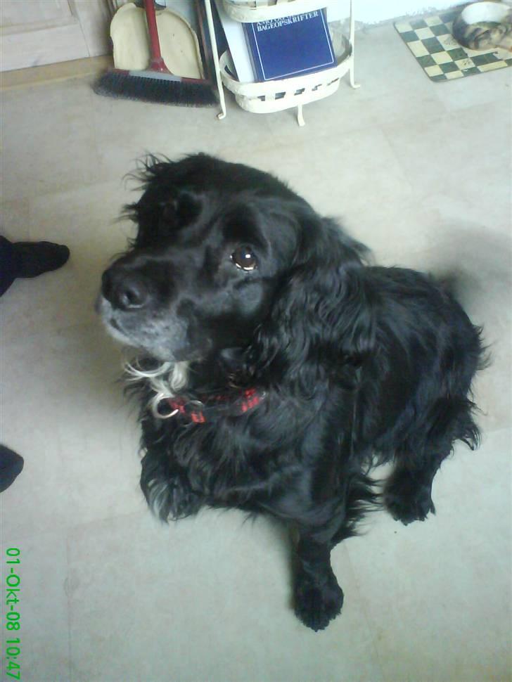 Blanding af racer Kamma (Himmelhund) billede 6