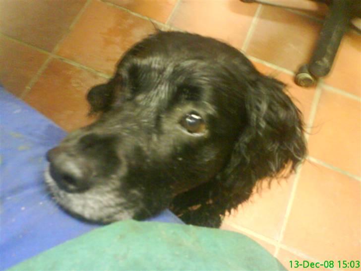 Blanding af racer Kamma (Himmelhund) billede 7