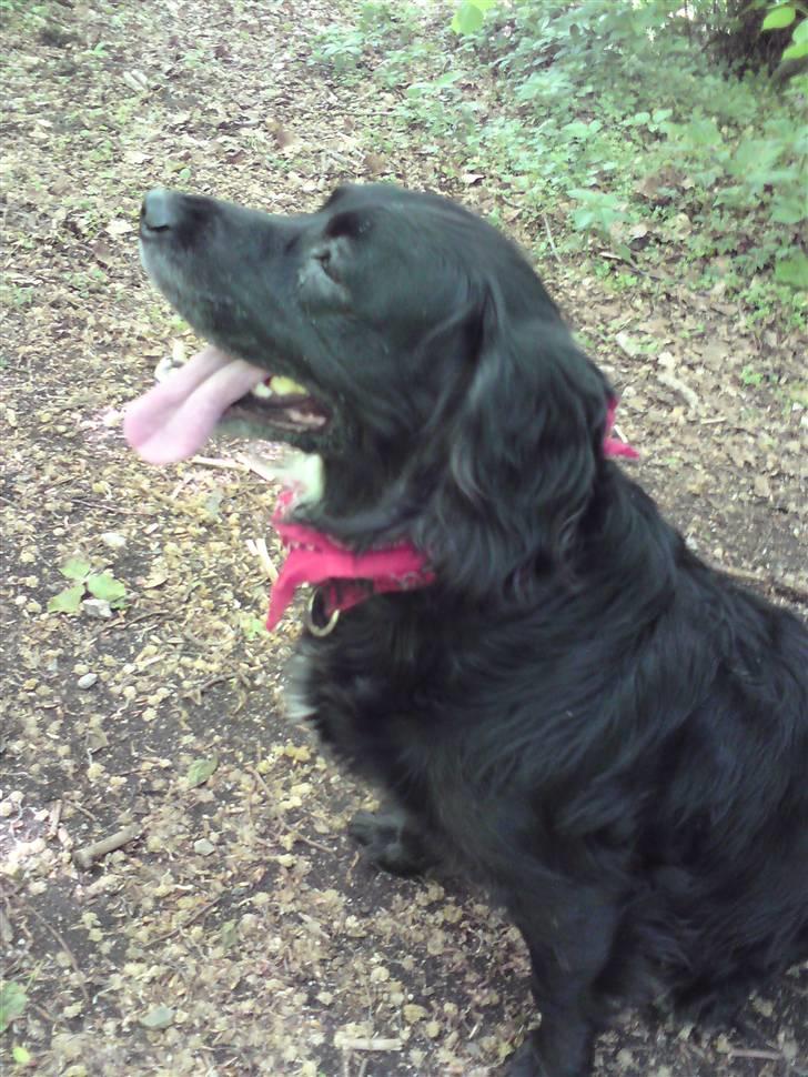 Blanding af racer Kamma (Himmelhund) billede 8