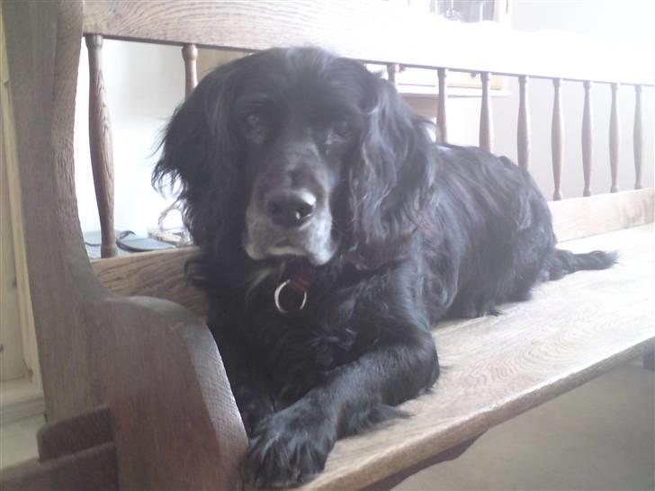 Blanding af racer Kamma (Himmelhund) billede 1