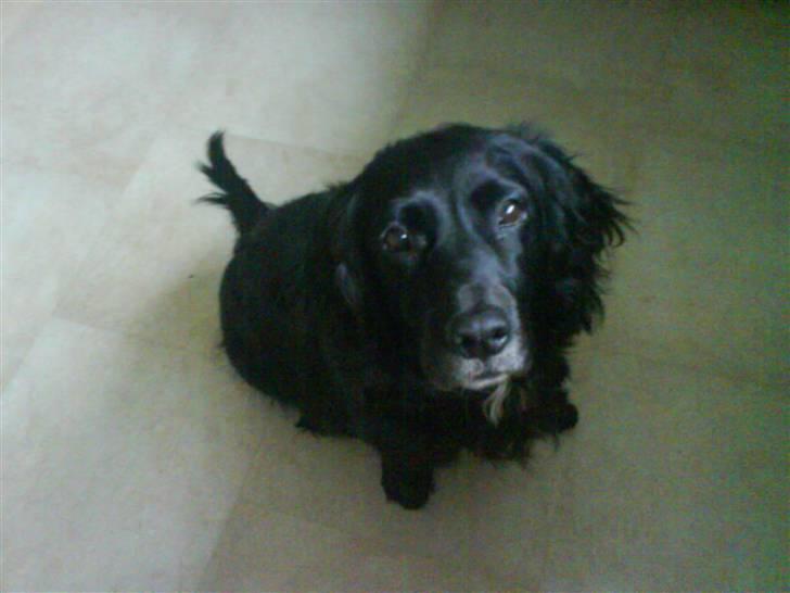 Blanding af racer Kamma (Himmelhund) billede 9