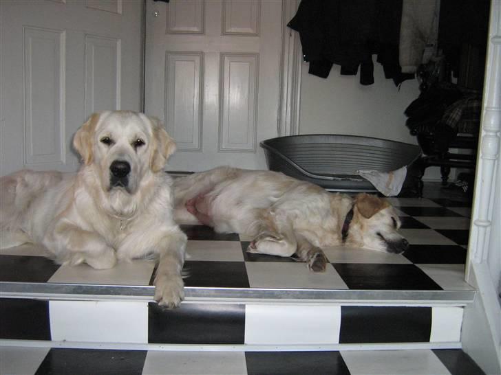 Golden retriever woodstar yvan (Samson) billede 7