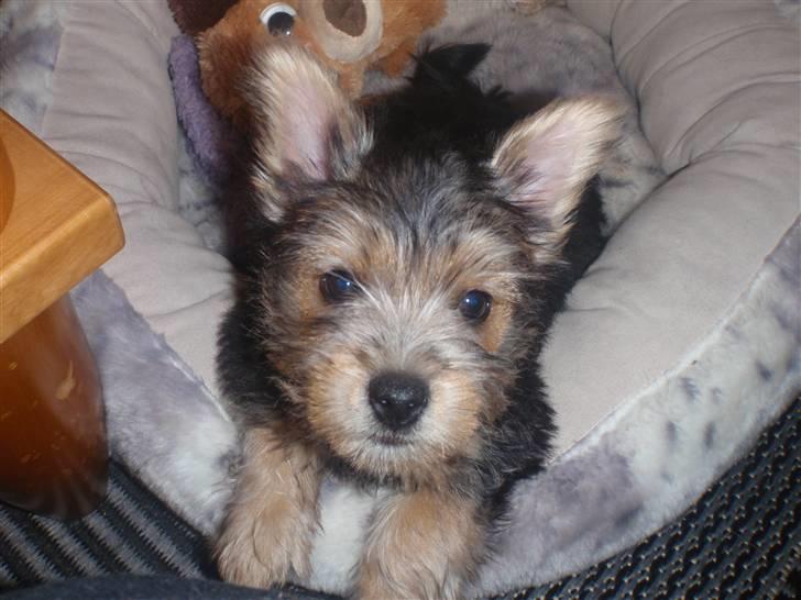 Norwich terrier Chili billede 6
