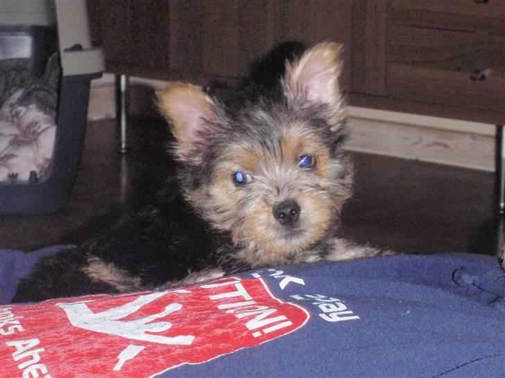 Norwich terrier Chili billede 8