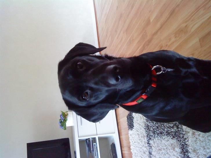 Labrador retriever blackie billede 1