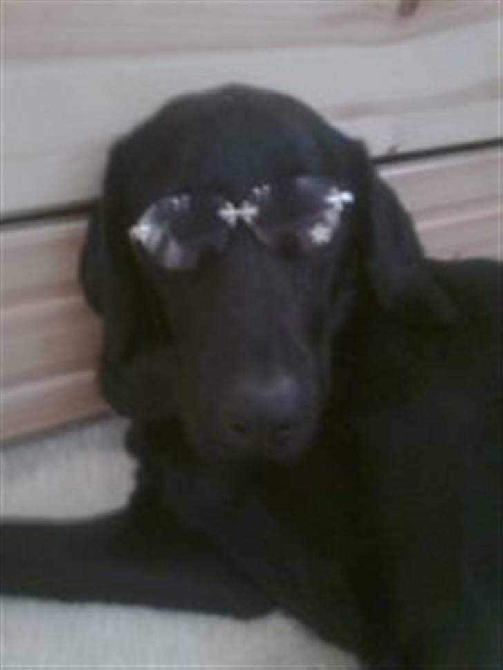 Labrador retriever blackie billede 2